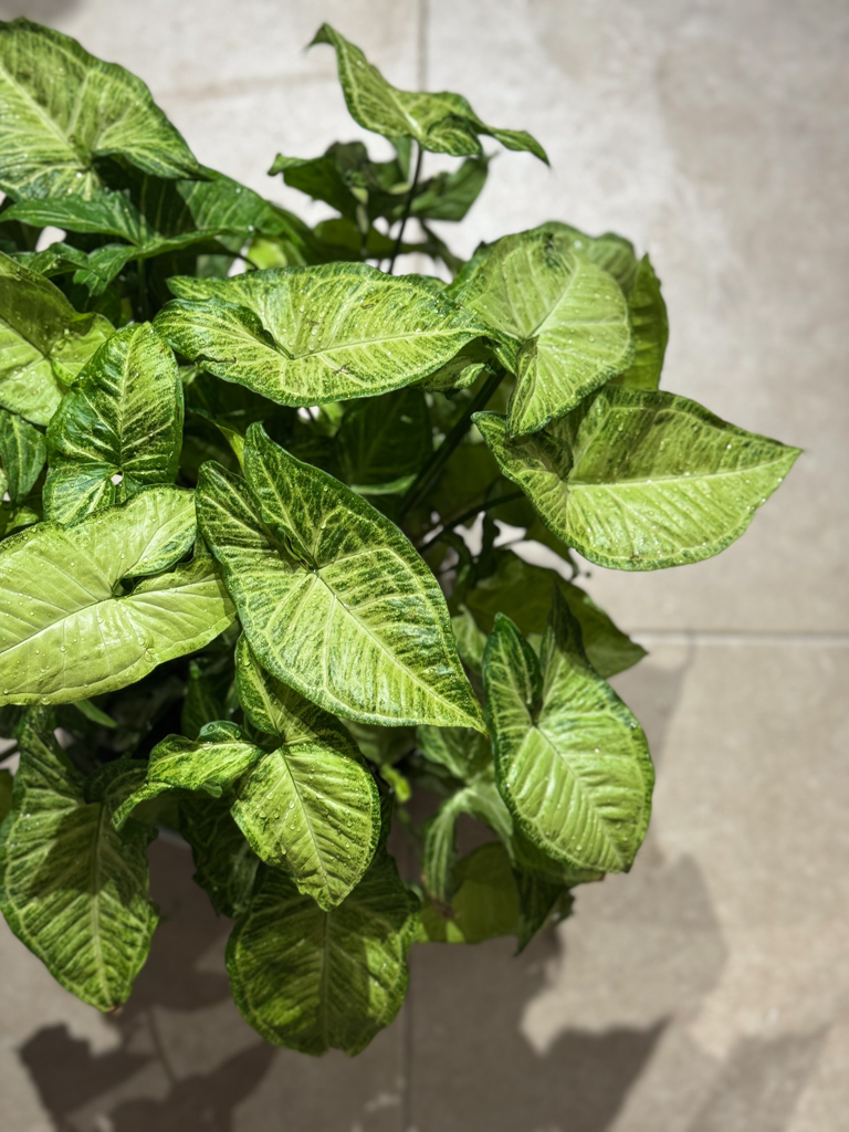 Συγκόνιο – Syngonium - Image 2