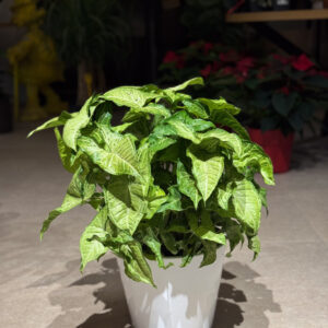 Συγκόνιο – Syngonium