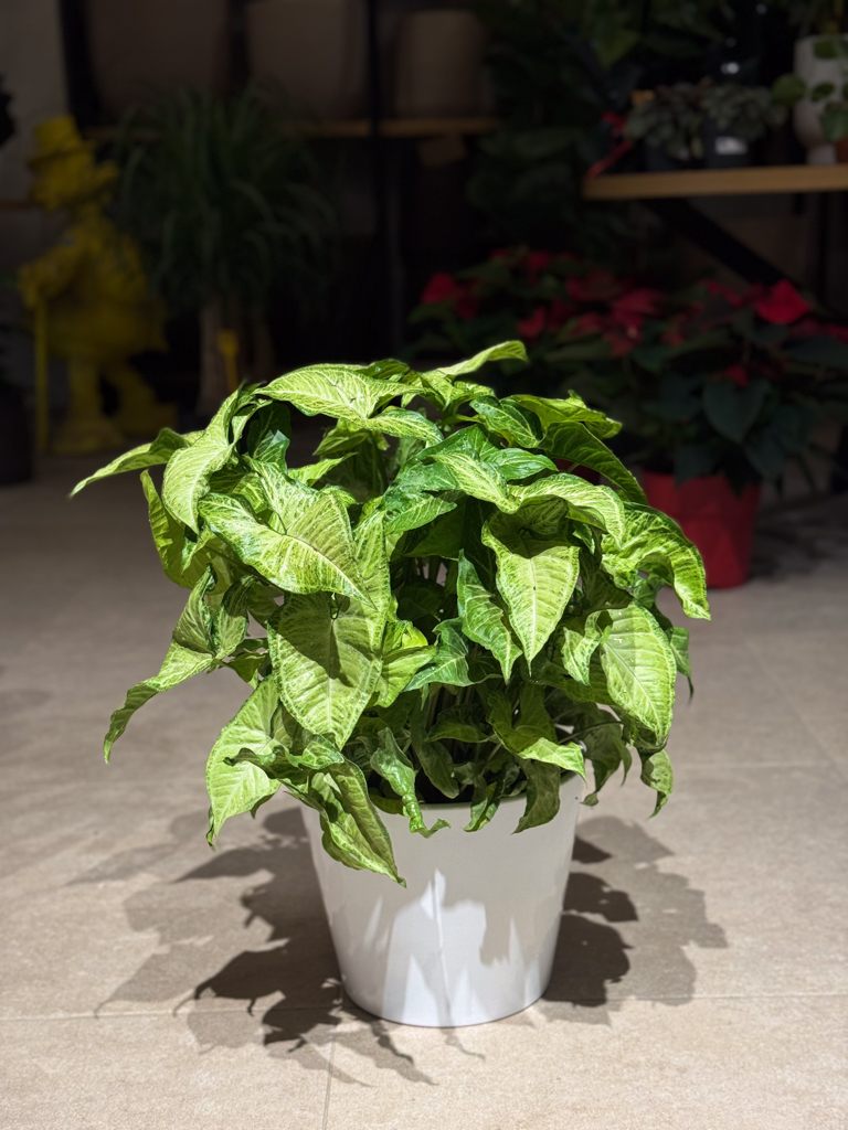 Συγκόνιο – Syngonium