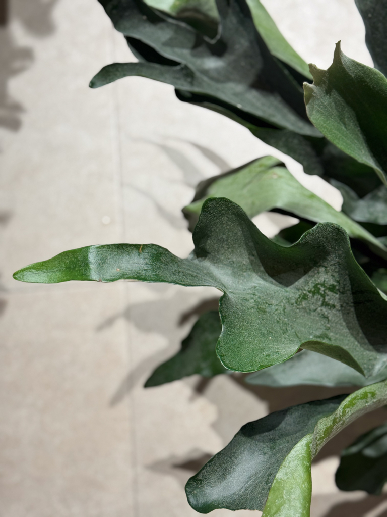 Πλατυκέριο – Platycerium bifurcatum - Image 4