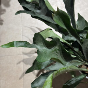 Alternative view of Πλατυκέριο – Platycerium bifurcatum