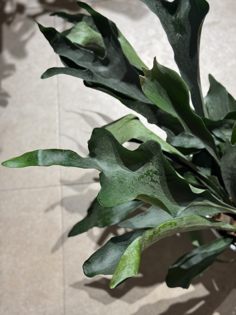 Πλατυκέριο – Platycerium bifurcatum - Image 2