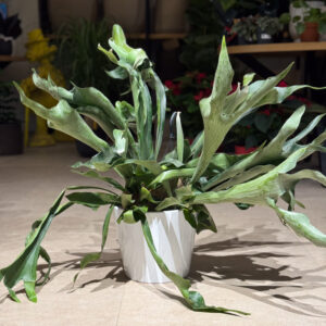 Πλατυκέριο – Platycerium bifurcatum