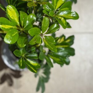 Alternative view of Σεφλέρα με 5 Ρίζες - Schefflera arboricola