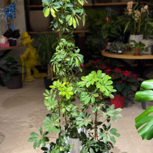 Σεφλέρα με 5 Ρίζες - Schefflera arboricola