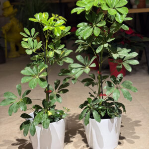 Σεφλέρα - Schefflera arboricola