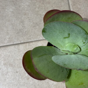 Alternative view of Καλαγχόη – Kalanchoe thyrsiflora