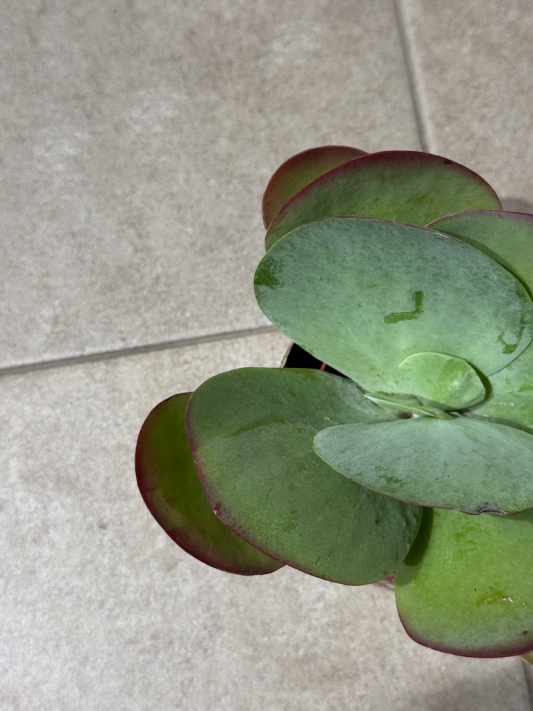 Καλαγχόη – Kalanchoe thyrsiflora - Image 2