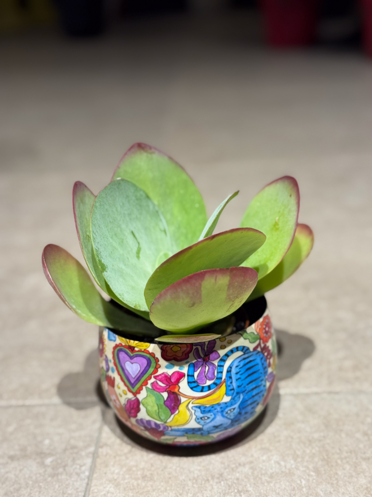 Καλαγχόη – Kalanchoe thyrsiflora