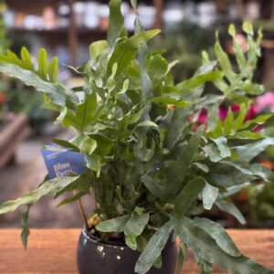 Μπλε Φτέρη – Blue Fern