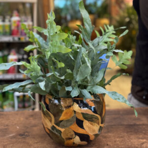 Alternative view of Μπλε Φτέρη – Blue Fern