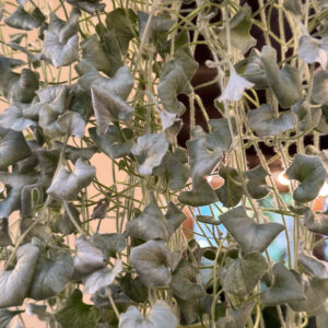 Alternative view of Διχόνδρα ‘Silver Falls’