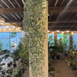 Διχόνδρα ‘Silver Falls’