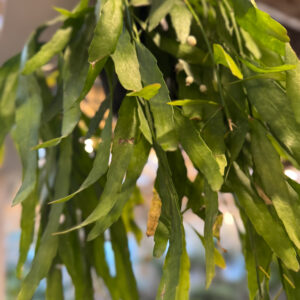 Alternative view of Επίφυλλο – Epiphyllum oxypetalum