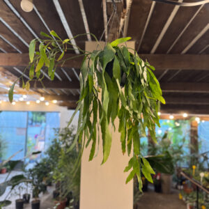 Επίφυλλο – Epiphyllum oxypetalum