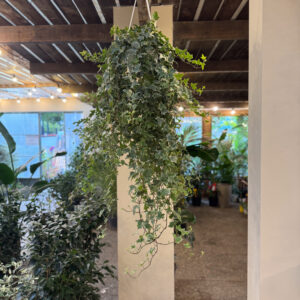 Alternative view of Κισσός – Ivy Hedera ‘Eva’