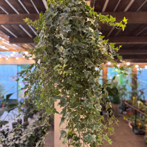 Κισσός – Ivy Hedera ‘Eva’