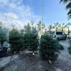 Alternative view of Χριστουγεννιάτικο Φυσικό Έλατο – Κομμένο