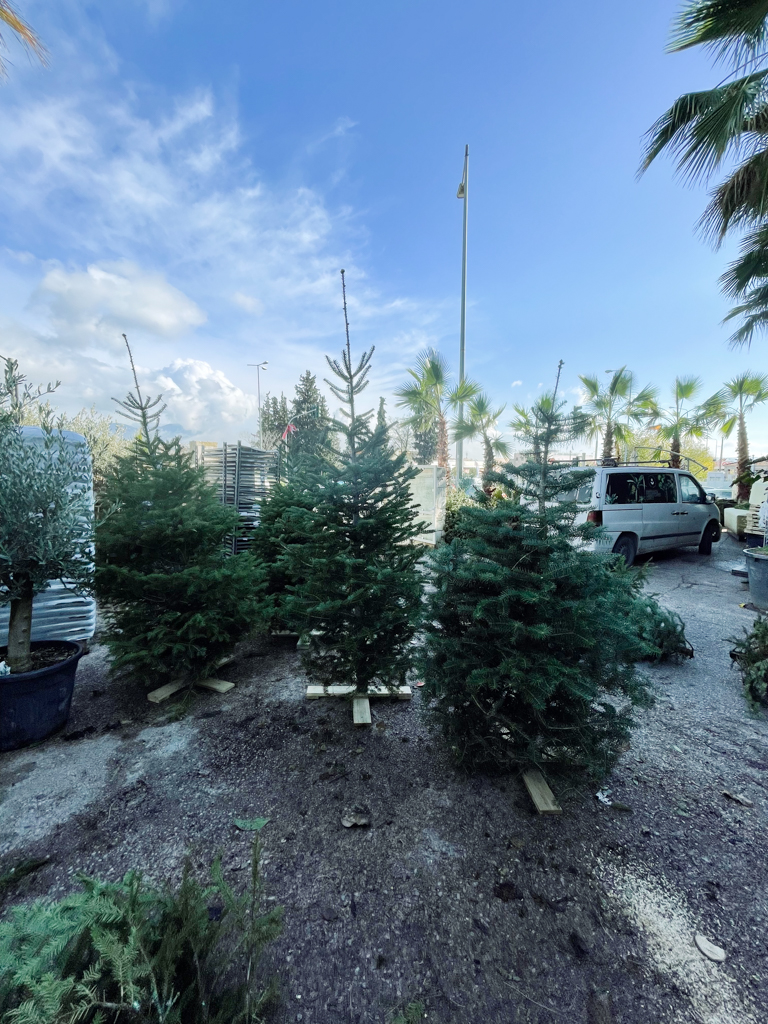 Χριστουγεννιάτικο Φυσικό Έλατο – Κομμένο - Image 2