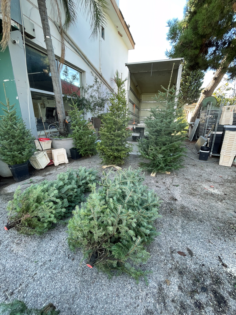 Χριστουγεννιάτικο Φυσικό Έλατο – Κομμένο - Image 4