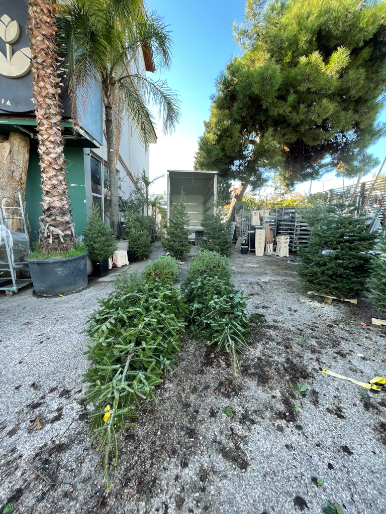 Χριστουγεννιάτικο Φυσικό Έλατο – Κομμένο - Image 3