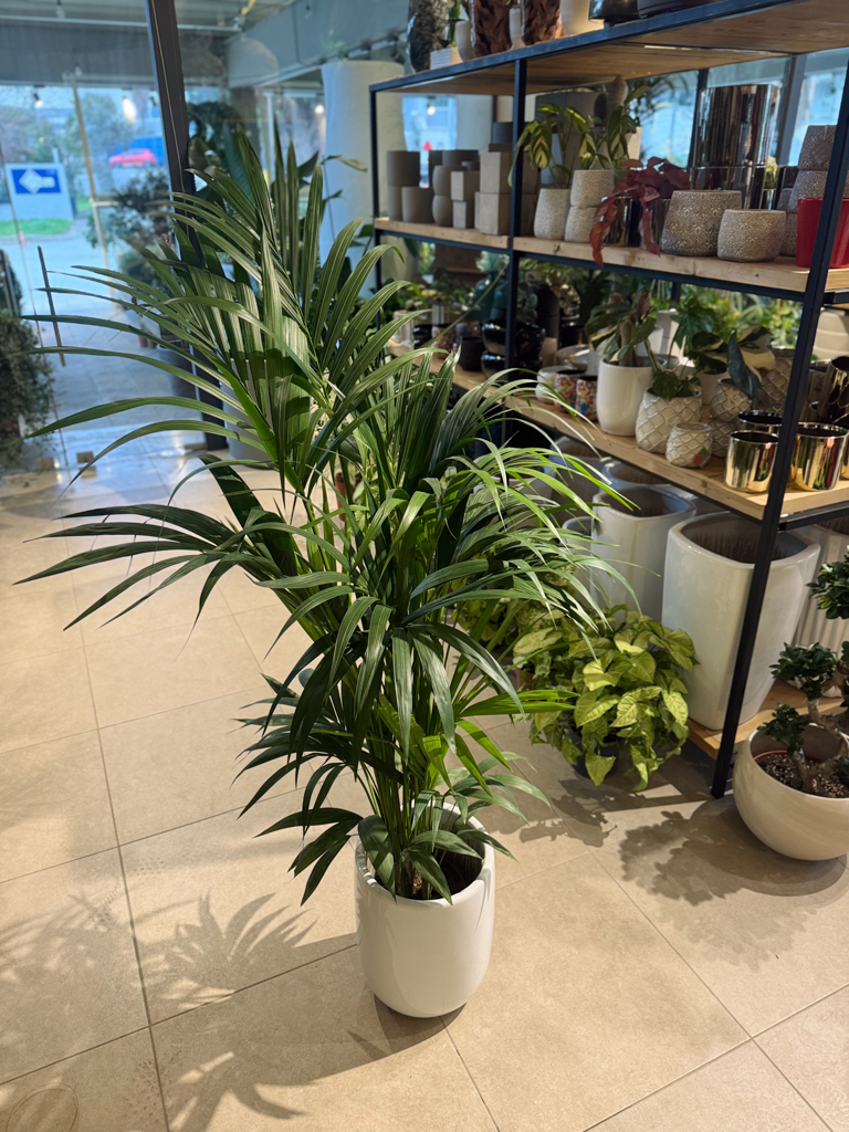 Κέντια 3-5 Ρίζες- Howea Forsteriana - Image 2