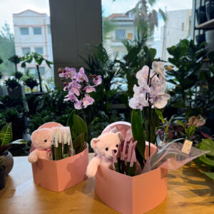 Alternative view of Καπελιέρα Καρδιά με Ορχιδέα, Σανσιβέρια & Λούτρινο Αρκουδάκι
