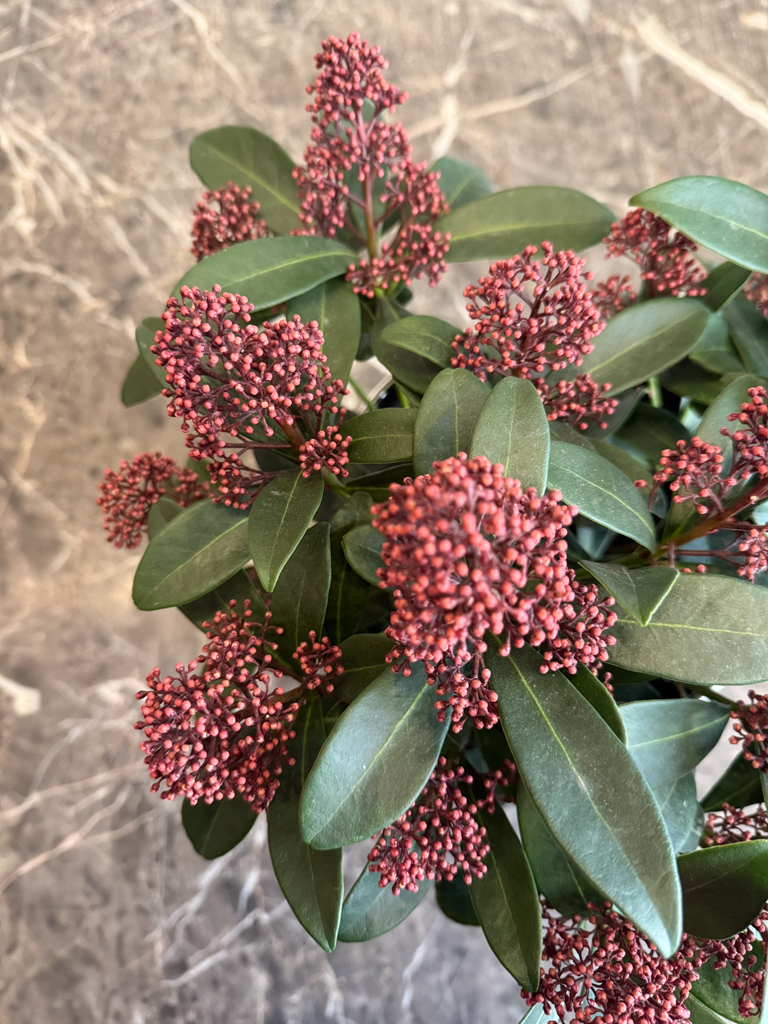 Σκίμια Ιαπωνική (Skimmia Japonica) - Image 5
