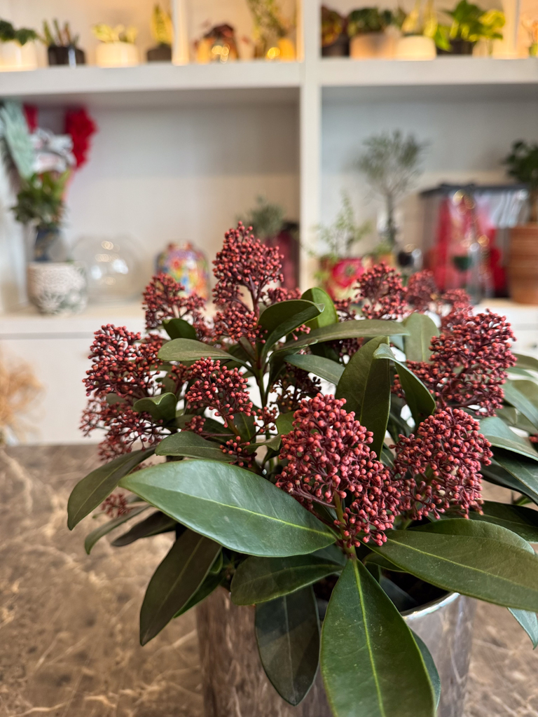 Σκίμια Ιαπωνική (Skimmia Japonica) - Image 2