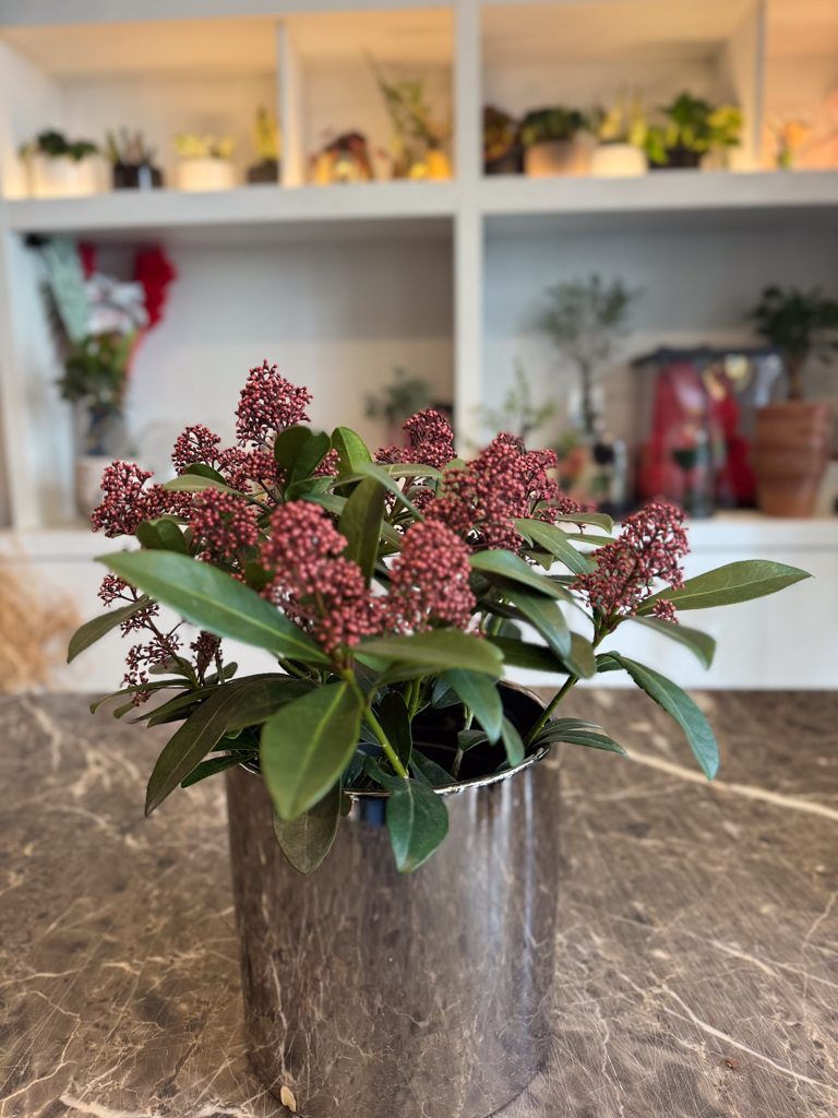 Σκίμια Ιαπωνική (Skimmia Japonica) - Image 4