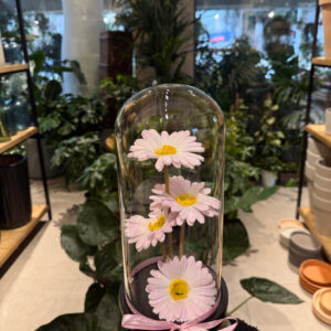 Μαργαρίτες σε Γυάλα – 4 Άνθη