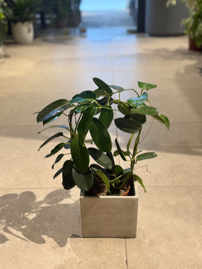 Στεφανωτή – Stephanotis floribunda - Image 6