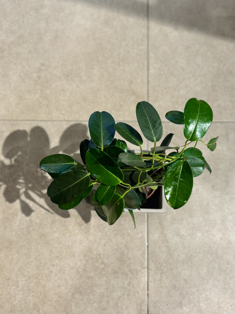 Στεφανωτή – Stephanotis floribunda - Image 5