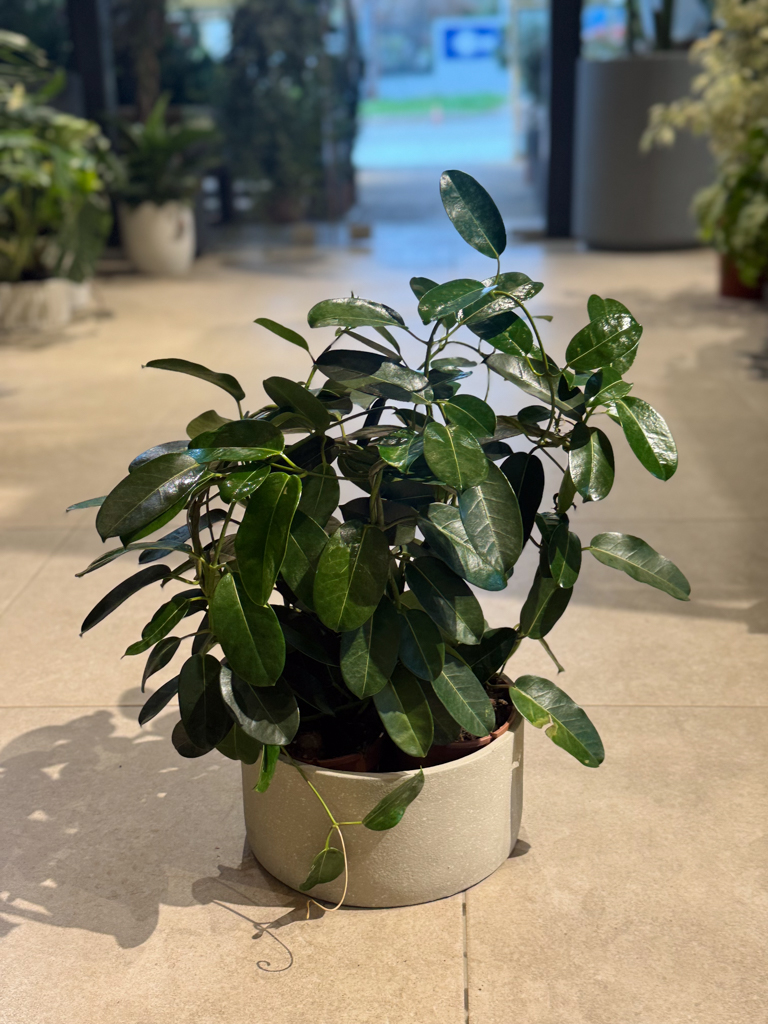 Στεφανωτή – Stephanotis floribunda - Image 3