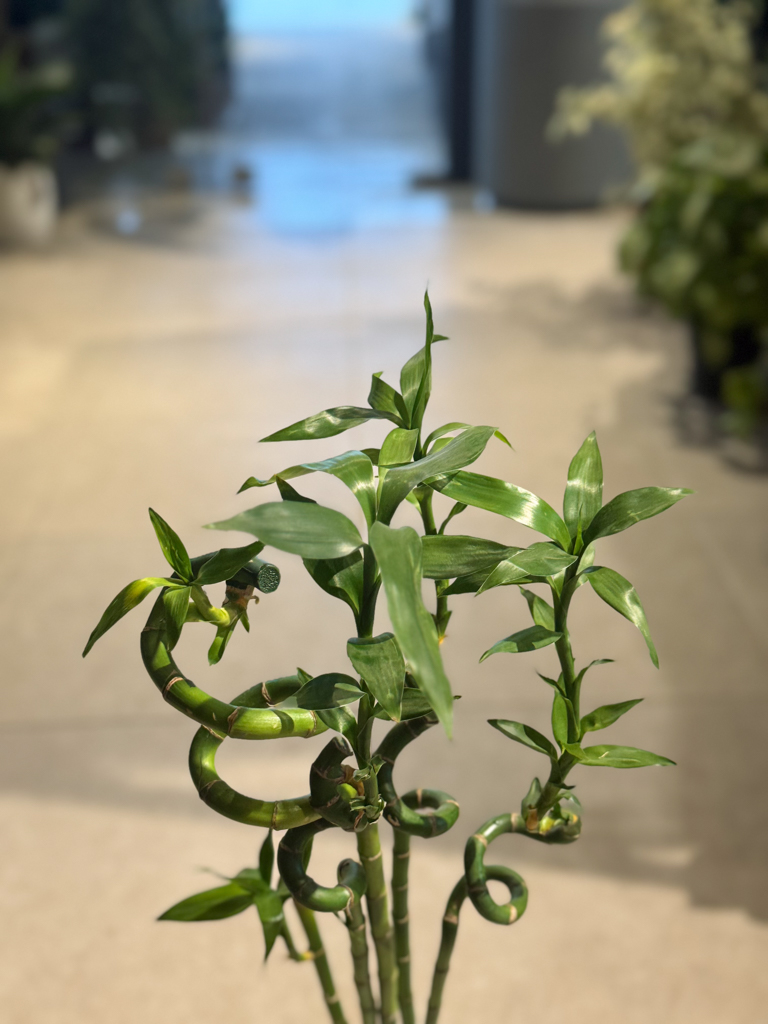 Lucky Bamboo Spiral
