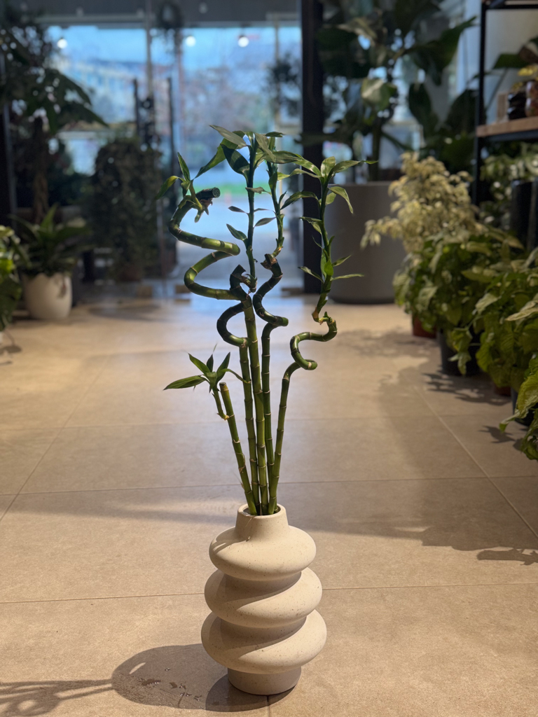 Lucky Bamboo Spiral - Image 2