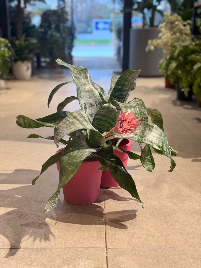 Αιχμέα – Aechmea fasciata - Image 2