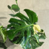 Μονστέρα – Monstera Deliciosa Variegata