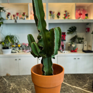 Ευφόρμπια (Euphorbia)