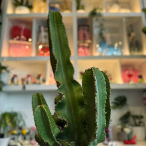 Alternative view of Ευφόρμπια (Euphorbia)