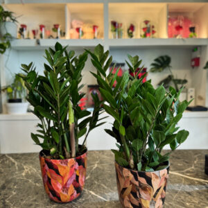 Ζάμια (Zamia / Zamioculcas)