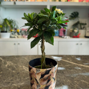 Γαρδένια Πλεκτή – Αρωματικό Φυτό