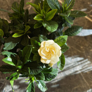 Alternative view of Γαρδένια Πλεκτή – Αρωματικό Φυτό