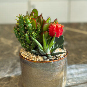 Mix Παχύφυτα και Κάκτοι με Κασπώ