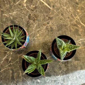 Alternative view of Aloe Aristata – Διακοσμητικό Παχύφυτο