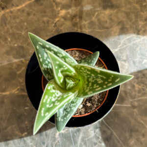 Alternative view of Tiger Aloe (Gonialoe variegata) – Διακοσμητικό Παχύφυτο