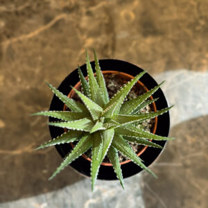 Alternative view of Zebra Haworthia – Διακοσμητικό Παχύφυτο