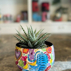 Zebra Haworthia – Διακοσμητικό Παχύφυτο