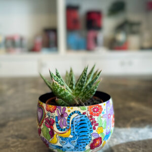 Aloe Aristata – Διακοσμητικό Παχύφυτο