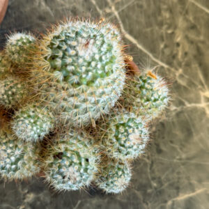 Alternative view of Mammillaria Bombycina – Διακοσμητικός Κάκτος